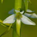  Kahelehine käokeel (Platanthera bifolia), ööviiuli õis