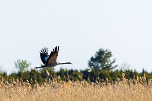 Sookurg pilliroo kohal