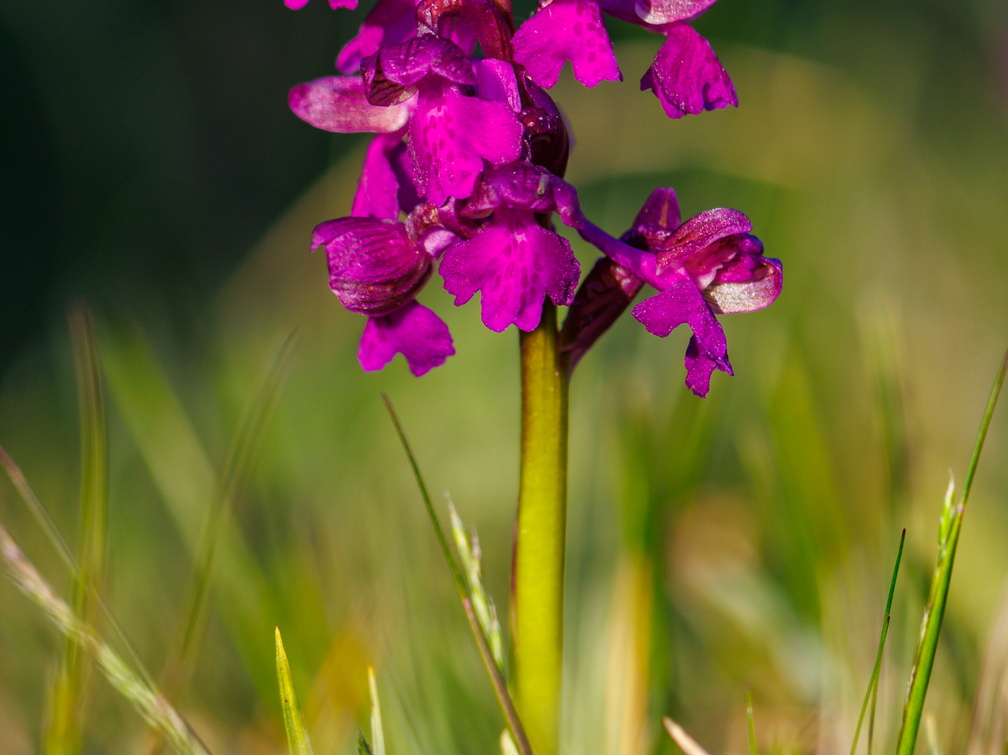 Arukäpp ehk poirohi (Orchis morio)
