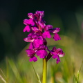 Arukäpp ehk poirohi (Orchis morio)