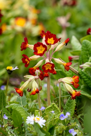 Priimula