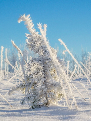 Väike härmas puuke