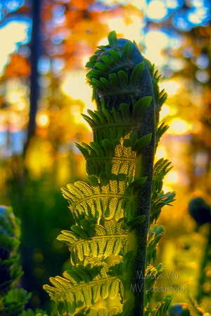 Rullis sõnajala leht