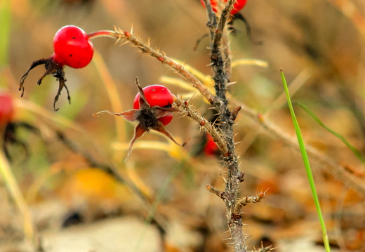 Kibuvits sügises rannas