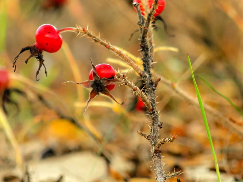 Kibuvits sügises rannas