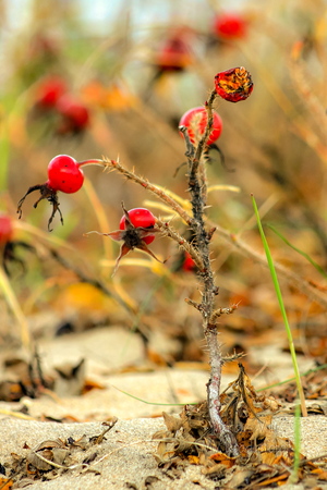 Kibuvits sügises rannas