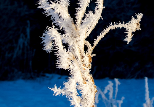 Sini-must-valge härmas taim