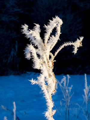 Sini-must-valge härmas taim