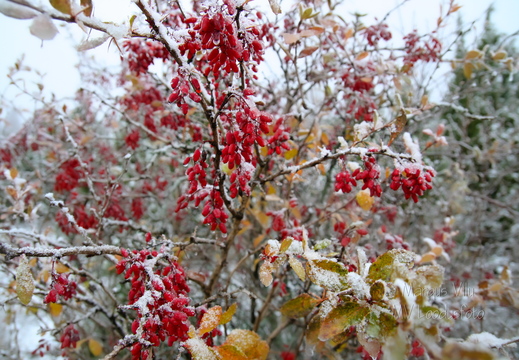 Kukerpuu ehk barbariss talvel