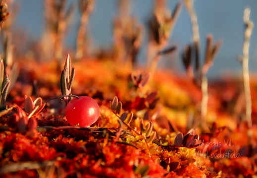 Magusalt punane jõhvikas