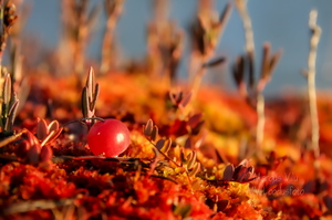 Magusalt punane jõhvikas