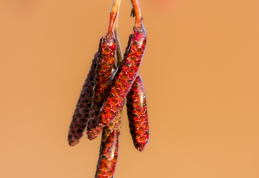 Jäätunud lepaurvad