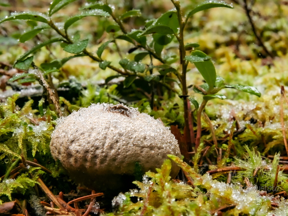 Murumuna hilissügisel