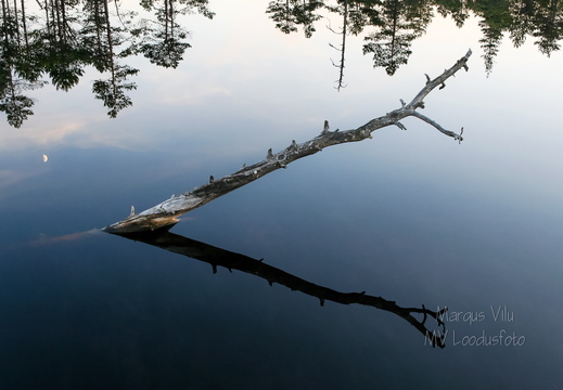 Oks laukast välja turritamas