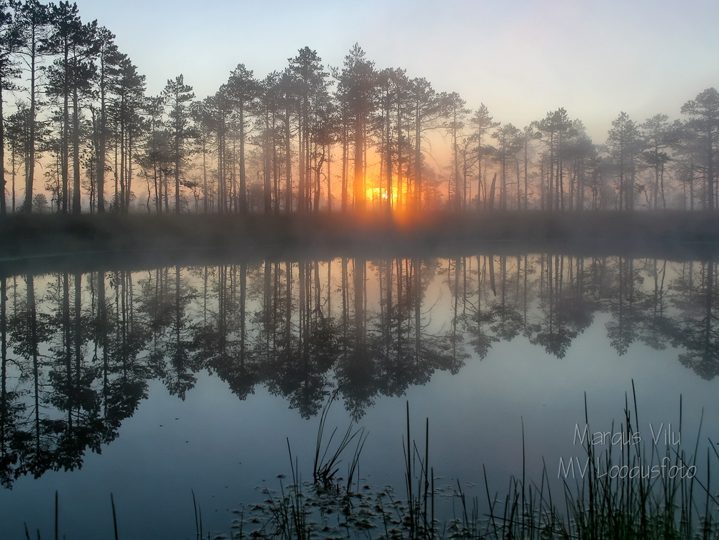 Viimased päikesekiired läbi rabamändide