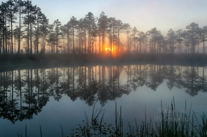 Viimased päikesekiired läbi rabamändide
