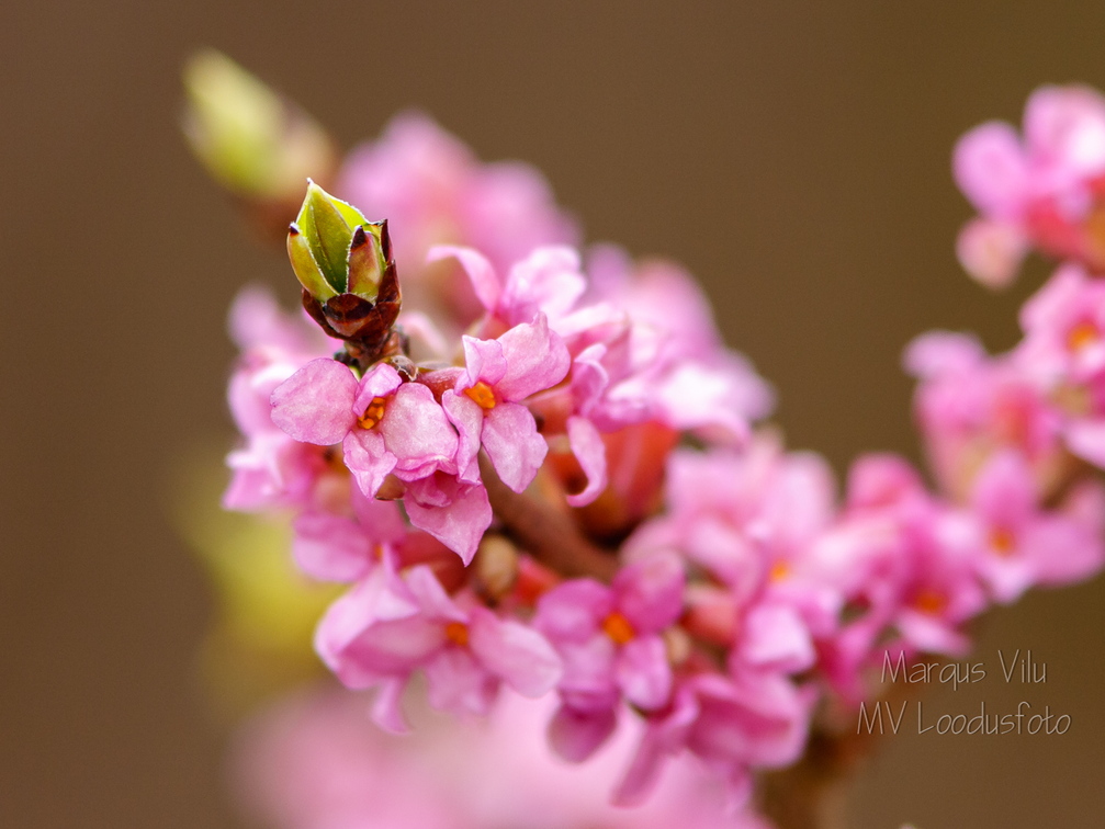  Harilik näsiniine õis (Daphne mezereum)