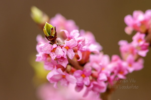  Harilik näsiniine õis (Daphne mezereum)