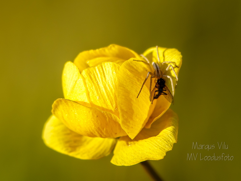 Ega kullerkupu õis pole üldse ohutu