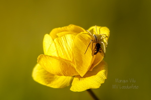  Ega kullerkupu õis pole üldse ohutu