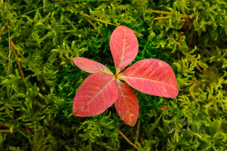  Punaste lehtedega taim keset rohelist sammalt