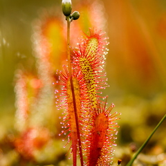  Pikaleheline huulhein, lihasööja taim rabas