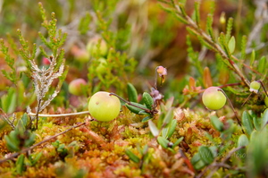  Veel rohelised jõhvikad