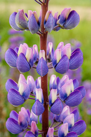  Lillad lilled | Lupiin