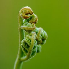  Noor ja veel krimpsus sõnajala leht