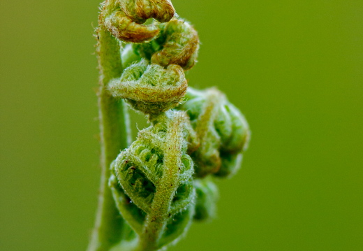  Noor ja veel krimpsus sõnajala leht