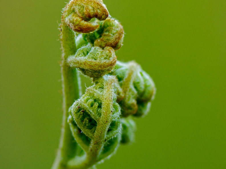  Noor ja veel krimpsus sõnajala leht