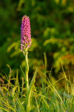 Kahkjaspunane sõrmkäpp (Dactylorhiza incarnata)