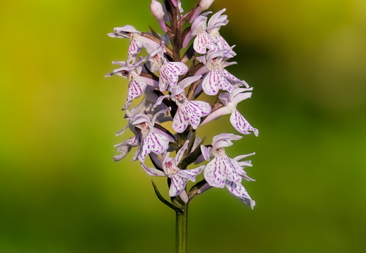 Kuradi-sõrmkäpp (Dactylorhiza maculata)