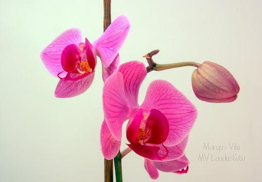  Tubane orhidee