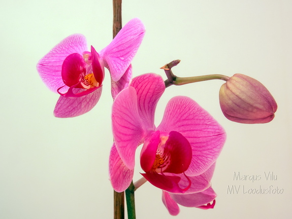  Tubane orhidee