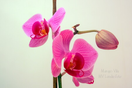  Tubane orhidee