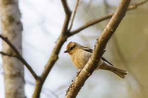 Metsvint (Fringilla coelebs)