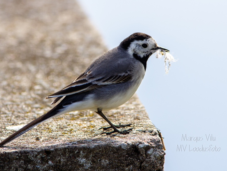   Linavästrik ehk jäälõhkuja pesamaterjaliga (Motacilla alba)
