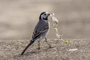  Linavästrik pesamaterjaliga (Motacilla alba)