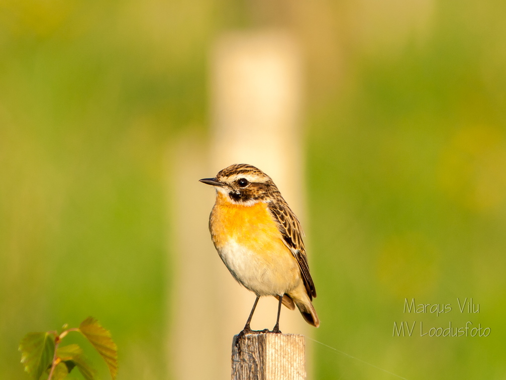   Kadakatäks posti otsas (Saxicola rubetra)