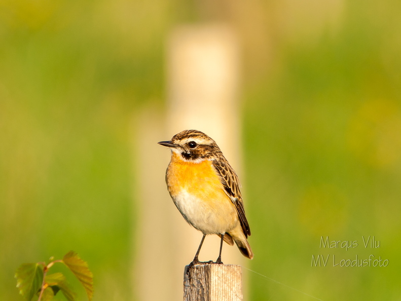   Kadakatäks posti otsas (Saxicola rubetra)
