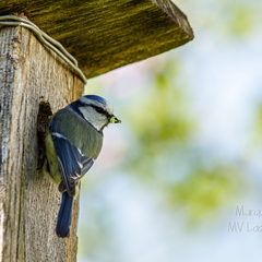  Sinitihane pesakasti juures (1Cyanistes caeruleus)