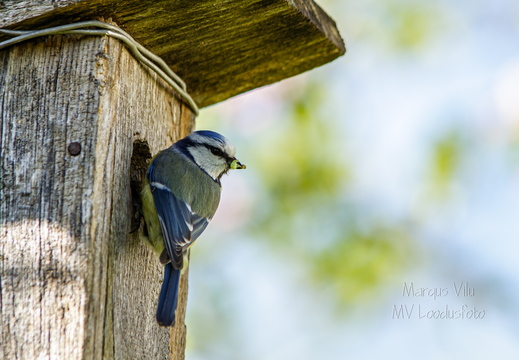   Sinitihane pesakasti juures (1Cyanistes caeruleus)