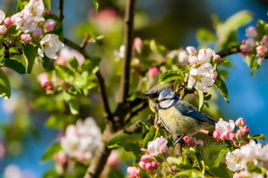  Sinitihane (1Cyanistes caeruleus)
