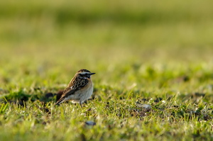  Kadakatäks (Saxicola rubetra)