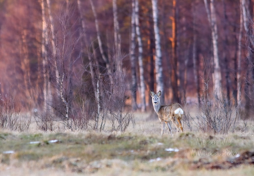   Metskits, ka kaber (Capreolus capreolus) 