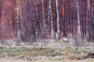   Metskits, ka kaber (Capreolus capreolus) 