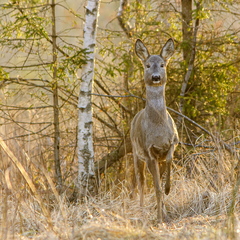   Metskits, ka kaber (Capreolus capreolus) talvises mundris