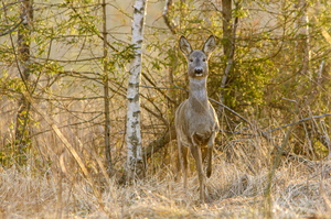   Metskits, ka kaber (Capreolus capreolus) talvises mundris