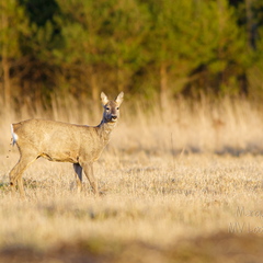  Metskits, ka kaber (Capreolus capreolus) 